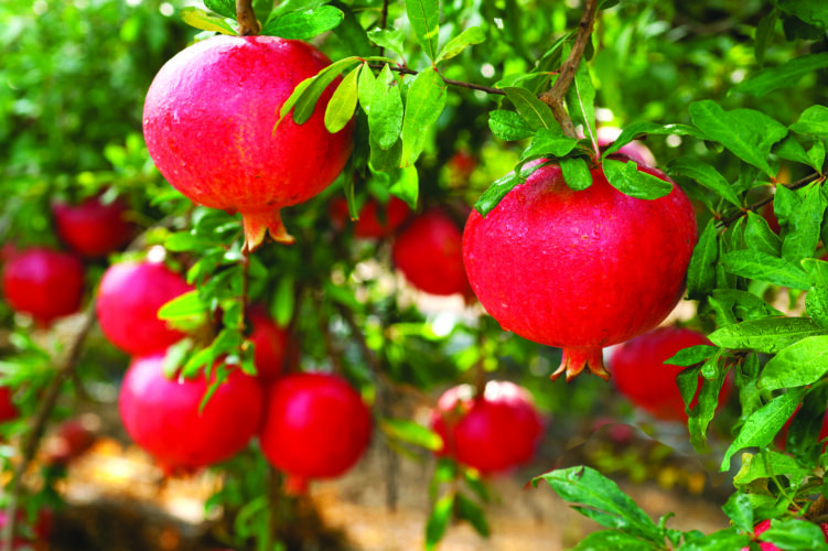 Populate Your Property with Pomegranates